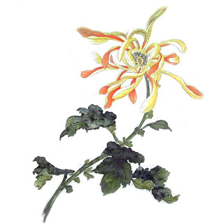 Chinese Chrysanthemum Painting,33cm x 33cm,2421005-x