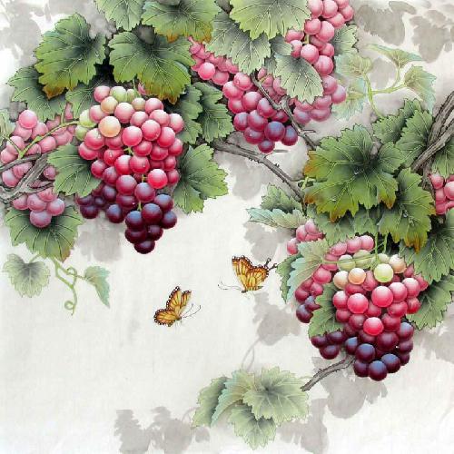 Grape,66cm x 66cm(26〃 x 26〃),2387020-z
