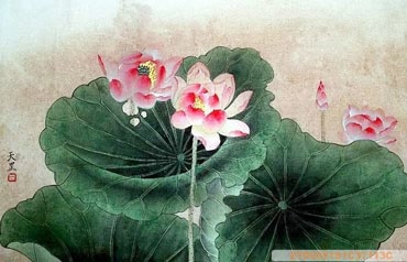 Chinese Lotus Painting,50cm x 33cm,2320010-x