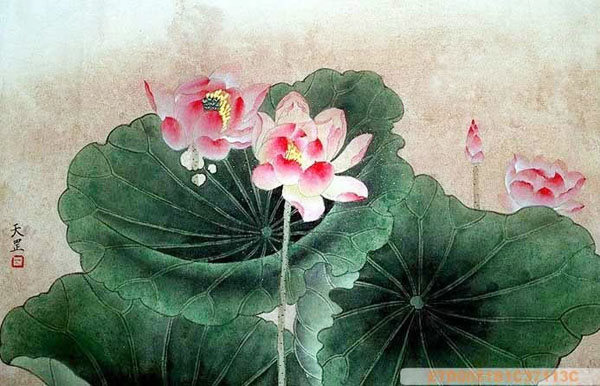 Lotus,50cm x 33cm(19〃 x 13〃),2320010-z
